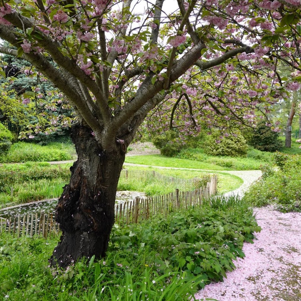 remarquable fleurs et arbres Garden 1